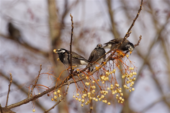 Nh,White-cheeked Staring